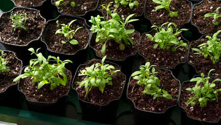 Flowerpot with fresh sprouts of flower. Young green seedling sprouts in seedling tray under window light.の写真素材