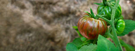 Banner of growing red striped tomato variety, ripening of tomatoes. Farming concept. Selective focus.の写真素材