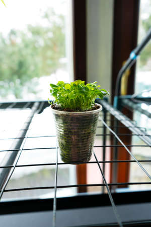 Fresh sprouts of flowers. Young green seedling sprouts in seedling tray near the window. Vertical format.の写真素材
