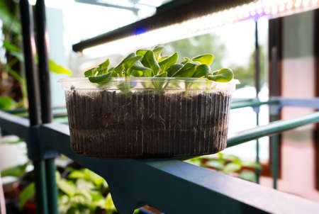 Fresh sprouts of petunia flower. Young green seedling sprouts in seedling tray under ultraviolet multicolored phytolamp.の写真素材