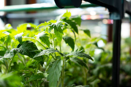 Close-up of fresh leaves of tomato plant. Young green seedling under ultraviolet multicolored phytolamp.の写真素材