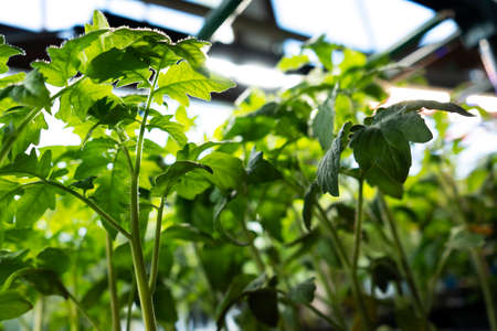Close-up of fresh leaves of tomato plant. Young green seedling under ultraviolet phytolamp.の写真素材