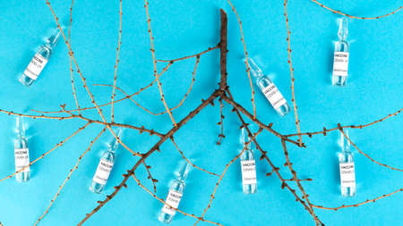 Coronavirus Covid-19 vaccine vials with tree brunches. Respiratory system. Human internal organ lungs. Top view.の写真素材