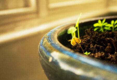 plants in potsの写真素材