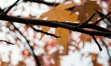 autumn leavesの写真素材