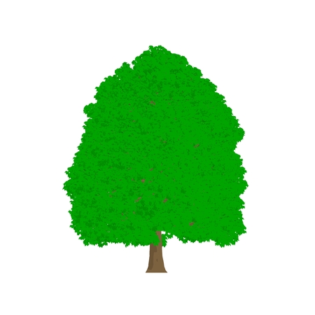 Buckeye tree cartoon shaded isolated in white backgroundの写真素材