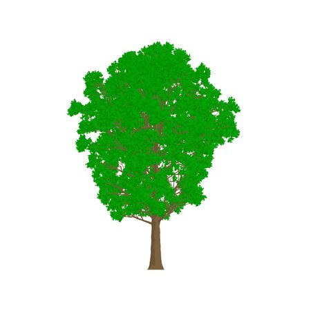 Poplar tree cartoon shaded isolated in white backgroundの写真素材