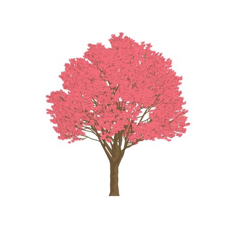 Paperbark maple tree cartoon shaded isolated in white backgroundの写真素材