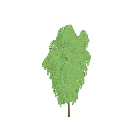 Birch tree cartoon shaded isolated in white backgroundの写真素材