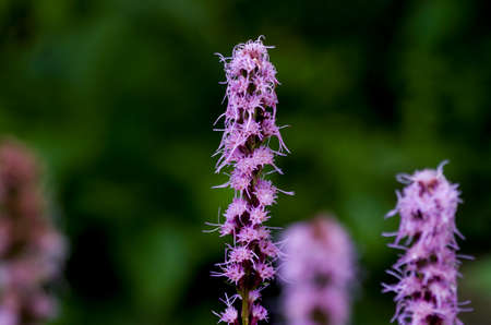 Purple Liatrisの写真素材