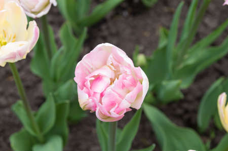 Tulip beds at Governor's Park/Dow's Lake Ottawaの写真素材