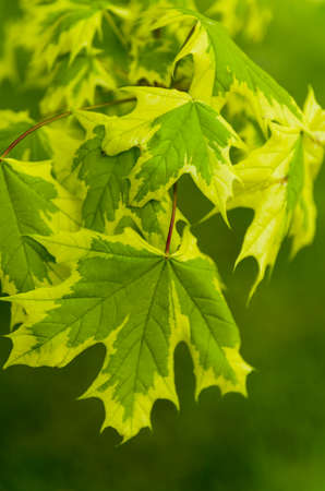 Norway Mapleの写真素材