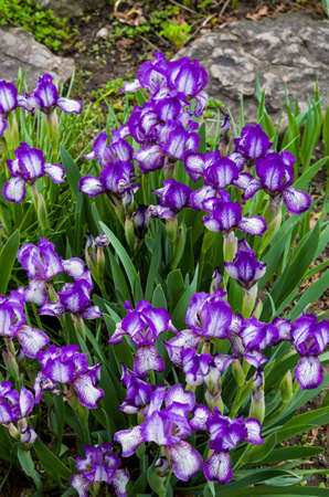 Cluster of purple bearded iris