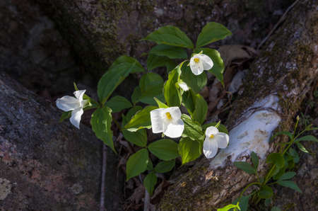 White Trilliumの写真素材