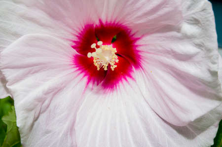White rose of sharon with pink centerの写真素材