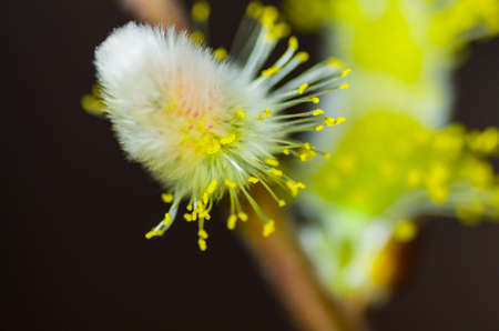 Pussy willow blossomの写真素材