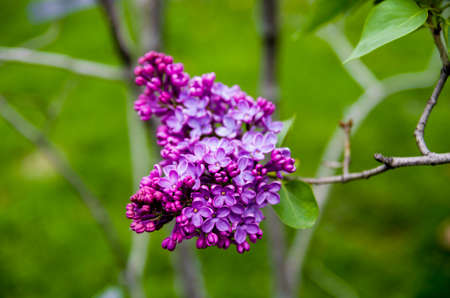 Cluster of purple lilac blossomsの写真素材