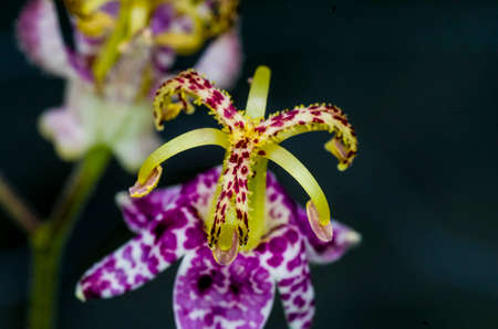 The toad lily is a shade loving plant colourful patterns on their delicate flowers.