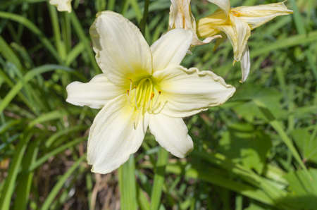 Lemon-yellow Day lilyの写真素材