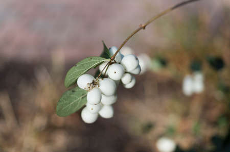Snow berries