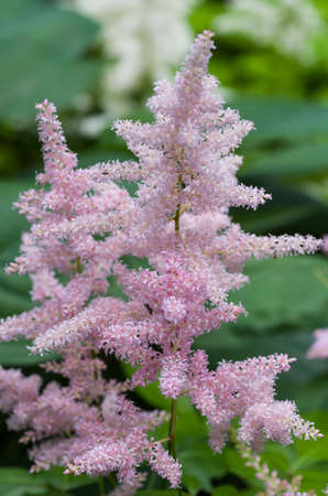 Astilbe or feather flower or false goat's beard are pretty and frilly flowers.の写真素材