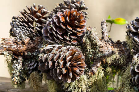 Arrangement of pine cones, moss and lichen