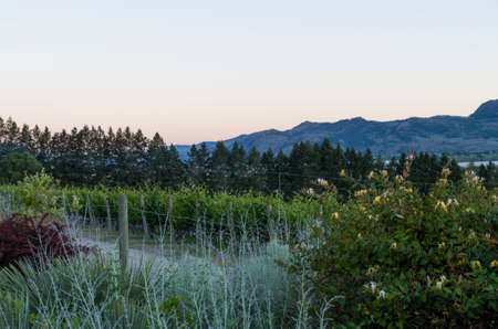 Garden plants,grape vines, Ponderosa Pines and distant hils at sunset.の写真素材