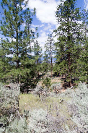 Despite the arid climate Ponderosa Pine grow along with the sage and rabbit bushes and the many other small plants and bushes.の写真素材