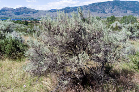 This arid landscape offers a surprising variety of plants,bushes trees and flowers and varying terrain.の写真素材