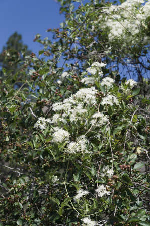 Flowering Saskatoon bush