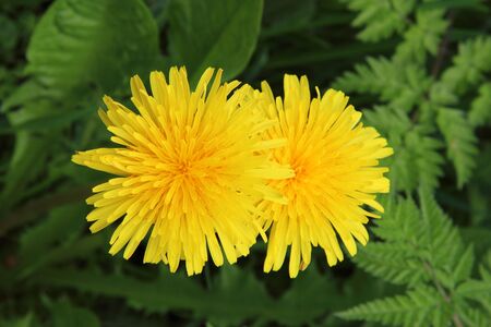 Dandelion flowers
