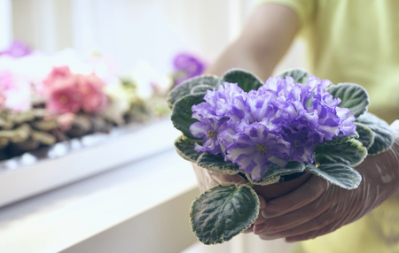 Transplant flowers in pots. Florist transplant small violets. Growing violet- how to grow violet.の写真素材