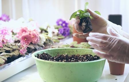 Growing violet- how to grow violet. Transplant flowers in pots. Florist transplant small violets.の写真素材