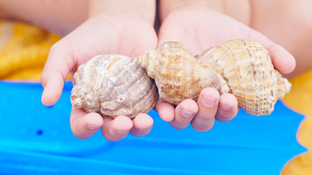 Close up of little girls hands holding sea shells.の写真素材