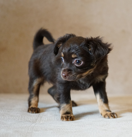 Puppy toy terrier. Russian toy terrier on beige background.の写真素材