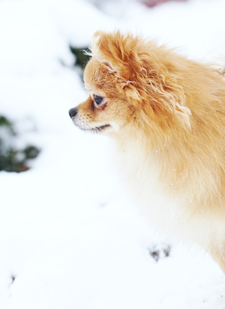Beautiful pomeranian puppy is standing in a white snow. Pet animals.の写真素材