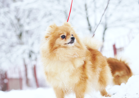 Beautiful pomeranian puppy is standing in a white snow. Pet animals.の写真素材