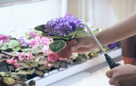 Female florist hands watering flowers in flower shop.の写真素材