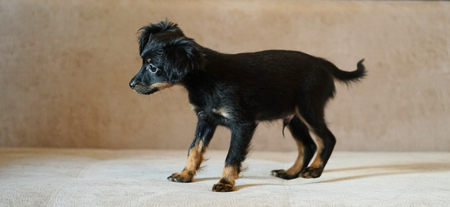 Puppy toy terrier. Russian toy terrier on beige background.の写真素材