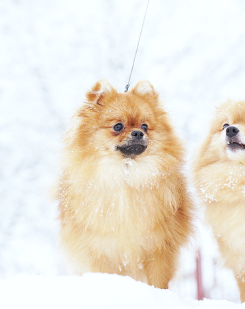 Beautiful pomeranian puppy is standing in a white snow. Pet animals.の写真素材