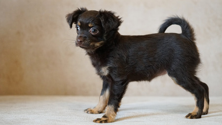 Puppy toy terrier. Russian toy terrier on beige background.の写真素材