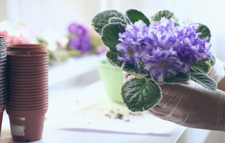 Florist transplant violets. Growing violets- how to grow violet. Transplant flowers in pots.の写真素材