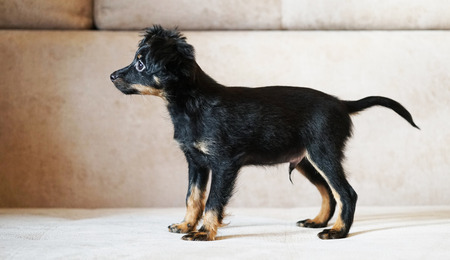 Puppy toy terrier. Russian toy terrier on beige background.の写真素材
