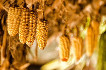 Corncobの写真素材