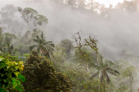 Cloud forest of Monteの写真素材