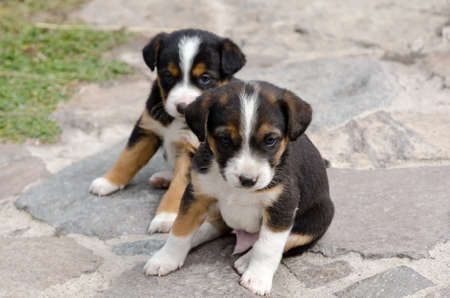 Puppiesの写真素材