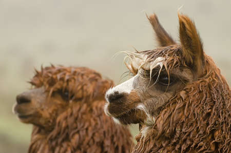 Alpakaの写真素材