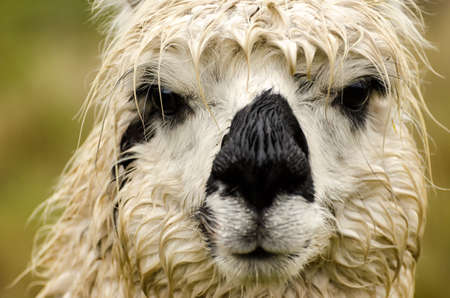 Alpakaの写真素材