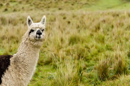 Alpakaの写真素材