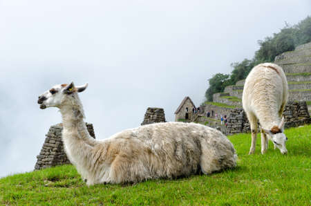 Llama in Machu Picchuの写真素材